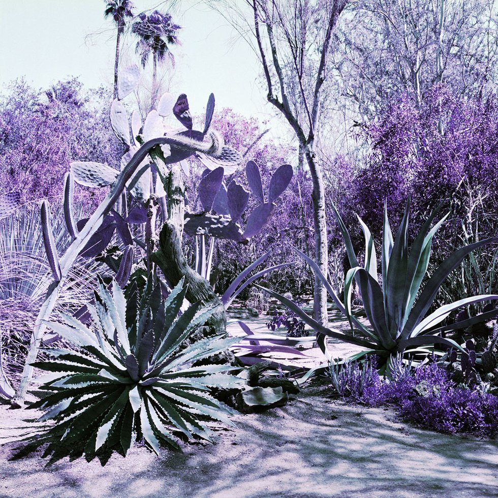 Karin Bubaš, "Agave Garden in Green and Purple," 2017