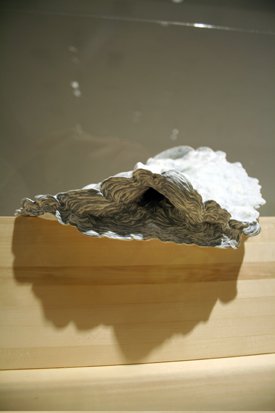 "Exposed/Concealed: Laura Baird VIII (836)" 