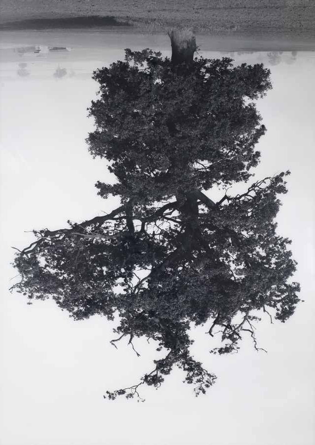 Rodney Graham, "Oxfordshire Oak, Swalcliffe," 1990