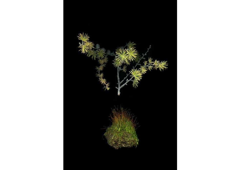 Julya Hajnoczky, “Larix laricina,” 2019