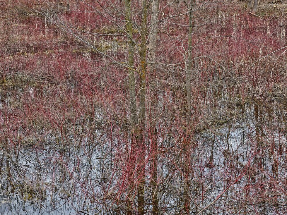 Edward Burtynsky, "Natural Order #20, Grey County, Ontario Canada, Spring 2020," chromogenic colour photograph