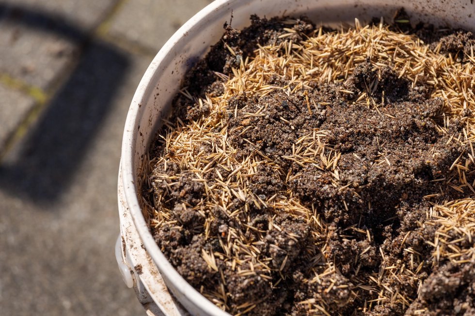 Seed mix for "Fireweed Fields," 2021 (photo by Nigel Laing; courtesy Morris and Helen Belkin Gallery, Vancouver)