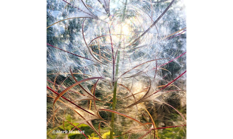 Fireweed (photo by Mark Mushet)