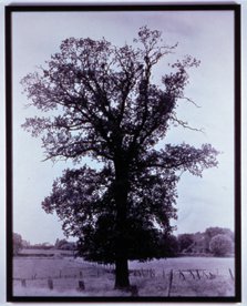 "Flanders Trees (detail)"