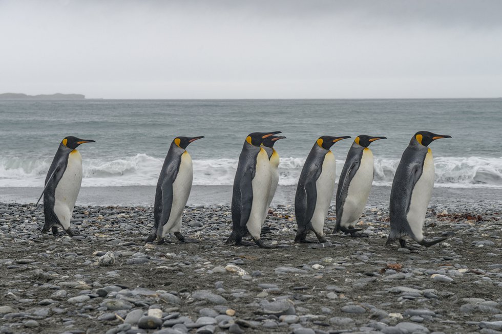 Jeff Topham, “King Penguin Line-up, Salisbury Plain, South Georgia,” 2017, C-print mounted aluminum, 16” x 24” (courtesy the artist)