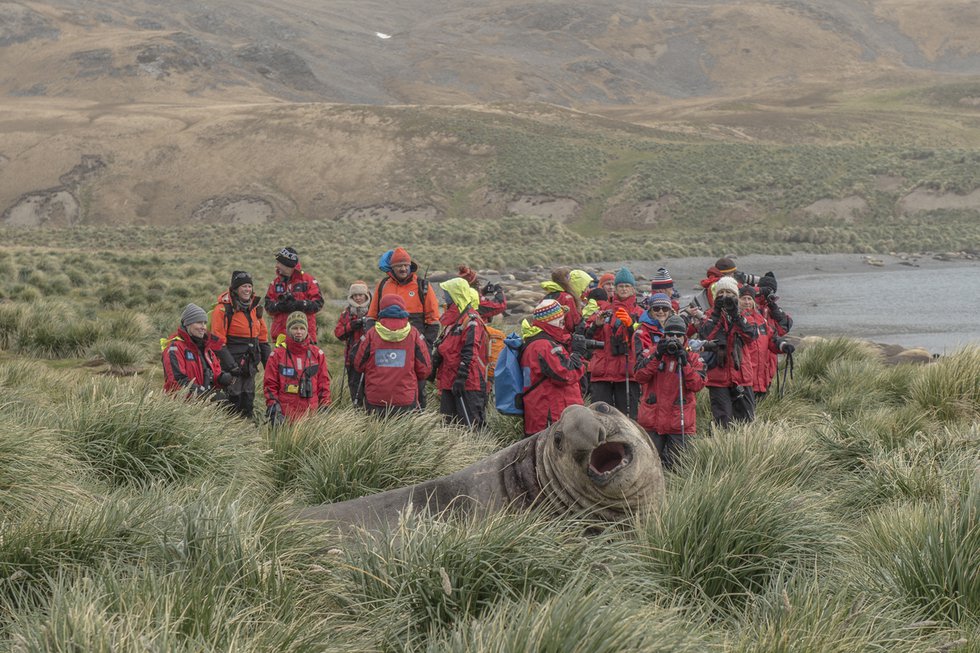 Jeff Topham, “Elephant Seal, Jason Harbour, South Georgia,” 2017, C-print mounted aluminum, 16” x 24” (courtesy the artist)