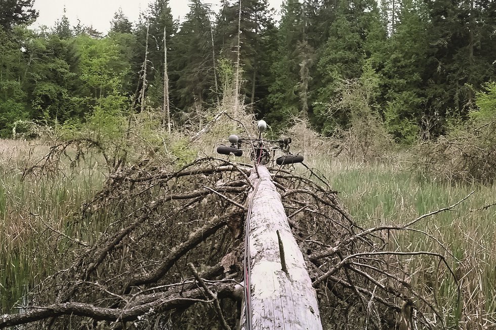 The wetland soundscape is captured in a 24-hour, five-channel field recording on April 26 and April 27