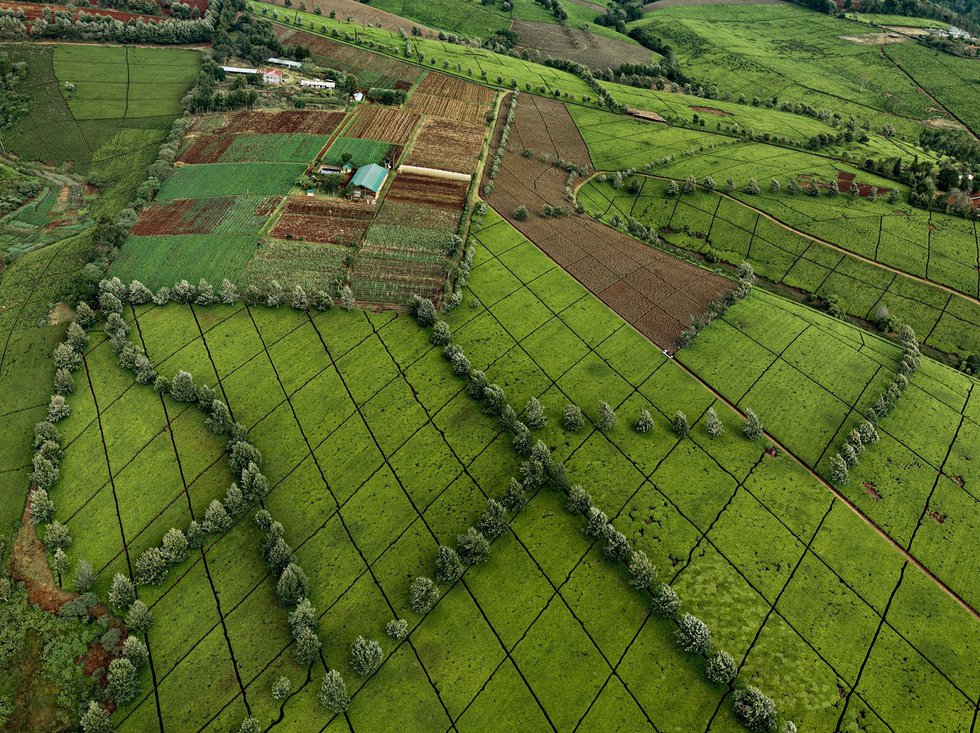 Edward Burtynksy, “Tea Plantation #1, Kericho, Kenya,” 2015