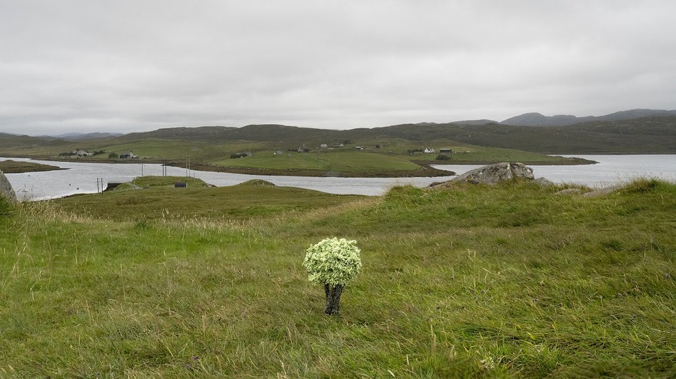 Gwen MacGregor, “Treelines – Here and There,” 2023, digital print (courtesy the artist)