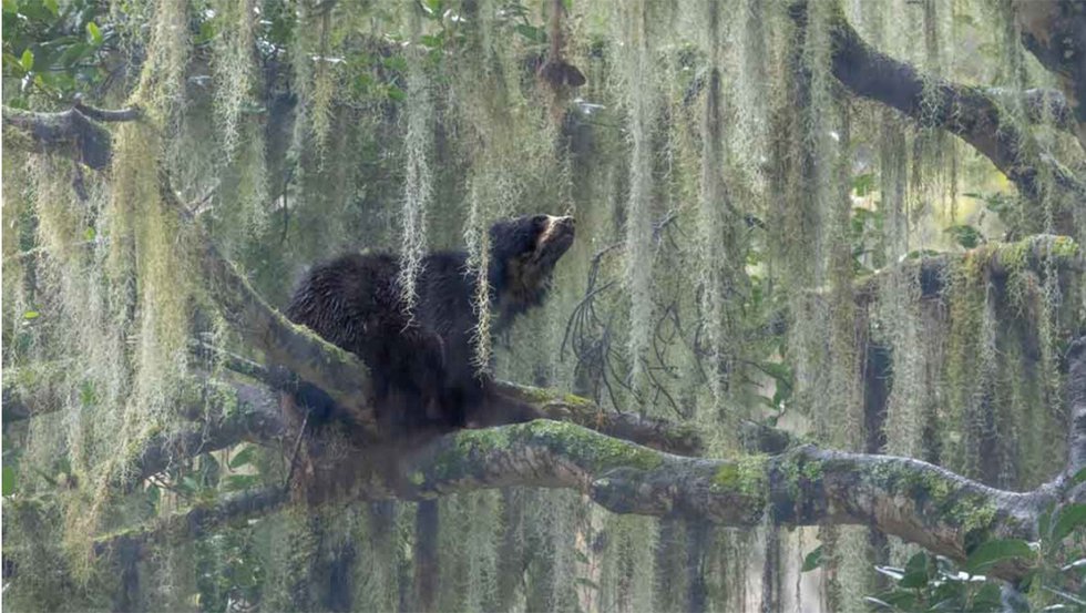 Jacquie Matechuk, “He Looks to the Heavens” (photo courtesy of Nature Photographer of the Year 2023)