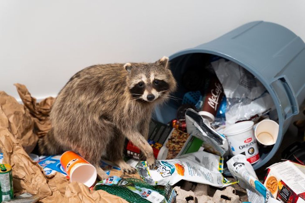 Leila Armstrong, “Raccoon: Burrows &amp; Bungalows (installation detail, Casa, Lethbridge, Alberta),” 2021