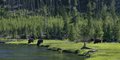 “Iinii (Buffalo) grazing along Otahkoisistah:Otahkoi-tah-tayi:Otahkoíítahtaa (Yellowstone River),” no date