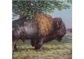 Dwayne Harty, “Plains Bison Near the Bull Mountains, Montana (detail),” no date