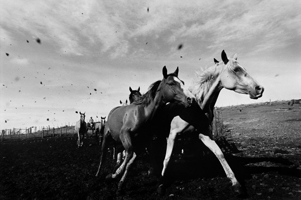 Luis Fabini, 2005, Estancia Santa Beatriz, Uruguay