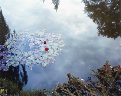 Stephen Shore, "Waterlilies," (from The Giverny Portfolio), 1977–83