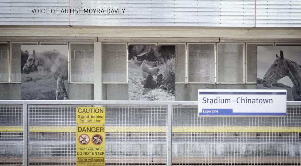 Moyra Davey, "Plymouth Rock," 2020, silver gelatin prints, installation view (courtesy Capture Photography Festival, Vancouver)