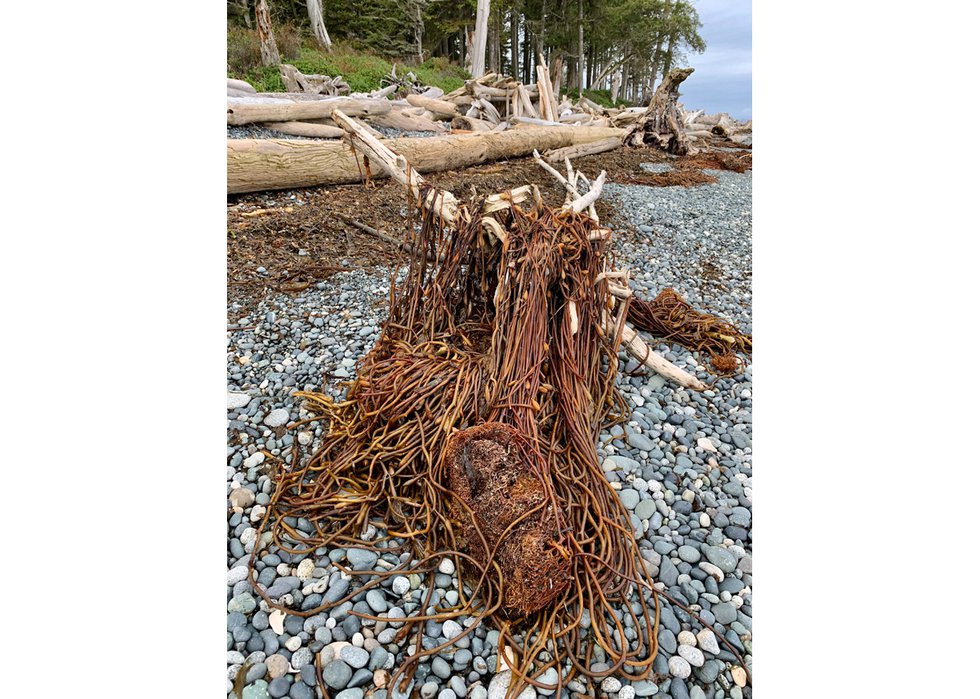 What Tangled Webs We Weave (Sointula, Malcolm Island, BC, photo by Sarah Swan)