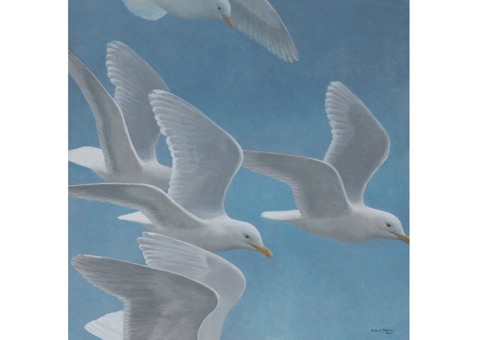 One of Robert Bateman’s most recent paintings, “Glaucous-winged Gull Flock,” 2023, acrylic on board, 36" x 36" (courtesy of Penticton Art Gallery)