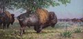 Dwayne Harty, “Plains Bison Near the Bull Mountains, Montana (detail),” no date