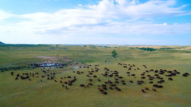 Still from “Singing Back the Buffalo,” directed by Tasha Hubbard (photo courtesy of Native Cinema Showcase, National Museum of the American Indian)