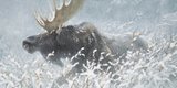 Robert McLellan Bateman, “Winter Run - Bull Moose,” 1994, acrylic on canvas, 30" x 60" (sold by Waddington’s for $86,150)