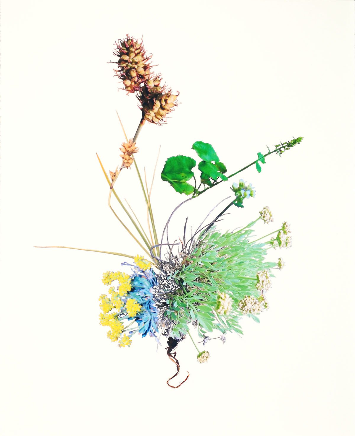 Jennifer Wanner's Endangered Plants - Galleries West